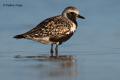 Chorlito gris (Pluvialis squatorola)