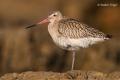 Aguja colipinta (Limosa lapponica)