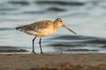 Aguja colipinta (Limosa lapponica)