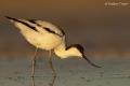 Avoceta (Recurvirostra avosetta)