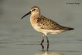 Correlimos zarapitin (Calidris ferruginea)