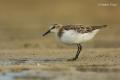 Correlimos menudo (Calidris minuta)