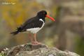 Ostrero (Haematopus ostralegus)