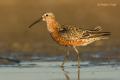 Correlimos zarapitin (Calidris ferruginea)