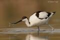 Avoceta (Recurvirostra avosetta)