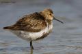 Correlimos común (Calidris alpina)