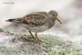 Correlimos oscuro (Calidris maritima)