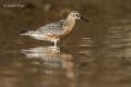 Correlimos gordo (Calidris canutus)