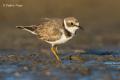 Chorlitejo chico (Charadrius dubius)