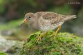 Correlimos oscuro (Calidris maritima)