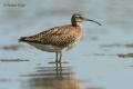 Zarapito trinador (Numenius phaeopus)