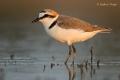 Chorlitejo patinegro (Charadrius alexandrinus)