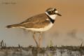 Chorlitejo chico (Charadrius dubius)