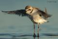 Chorlitejo patinegro (Charadrius alexandrinus)