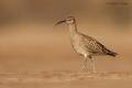 Zarapito trinador (Numenius phaeopus)