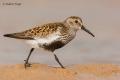 Correlimos común (Calidris alpina)