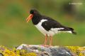 Ostrero (Haematopus ostralegus)