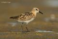 Correlimos menudo (Calidris minuta)