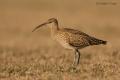 Zarapito trinador (Numenius phaeopus)