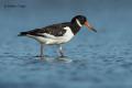 Ostrero (Haematopus ostralegus)