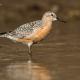 Descripción: Correlimos gordo (Calidris canutus)