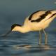 Avoceta (Recurvirostra avosetta)