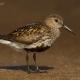 Descripción: Correlimos común (Calidris alpina)