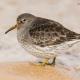 Descripción: Correlimos oscuro (Calidris maritima)