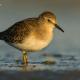 Descripción: Corrrelimos de temminck (Calidris temminckii)