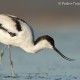 Descripción: Avoceta (Recurvirostra avosetta)