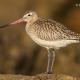 Descripción: Aguja colipinta (Limosa lapponica)