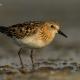 Correlimos menudo (Calidris minuta)