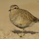 Descripción: Chorlito carambolo (Charadrius morinellus)