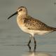 Descripción: Correlimos zarapitin (Calidris ferruginea)