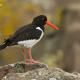 Descripción: Ostrero (Haematopus ostralegus)