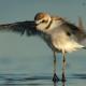 Descripción: Chorlitejo patinegro (Charadrius alexandrinus)