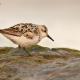 Descripción: Correlimos tridáctilo (Calidris alba)