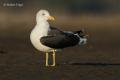 Gaviota sombria (Larus fuscus)