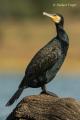 Cormoran grande (Phalacrocorax carbo)