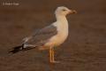 Gaviota patiamarilla (Larus cachinnans)