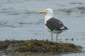 Gavión atlántico (Larus marinus)