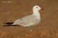 Gaviota de audouin (Larus audouinii)