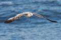 Gaviota cana (Larus canus)