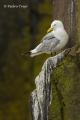 Gaviota tridactila (Rissa tridactyla)