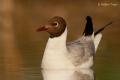 Gaviota reidora ( Larus ridibundus )