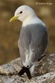 Gaviota tridactila (Rissa tridactyla)