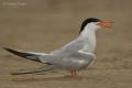 Charran común (Sterna hirundo)