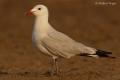 Gaviota de Audouin (Larus audouinii)