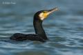 Cormoran grande (Phalacrocorax carbo)