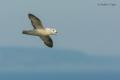 Fulmar boreal (Fulmarus glacialis)